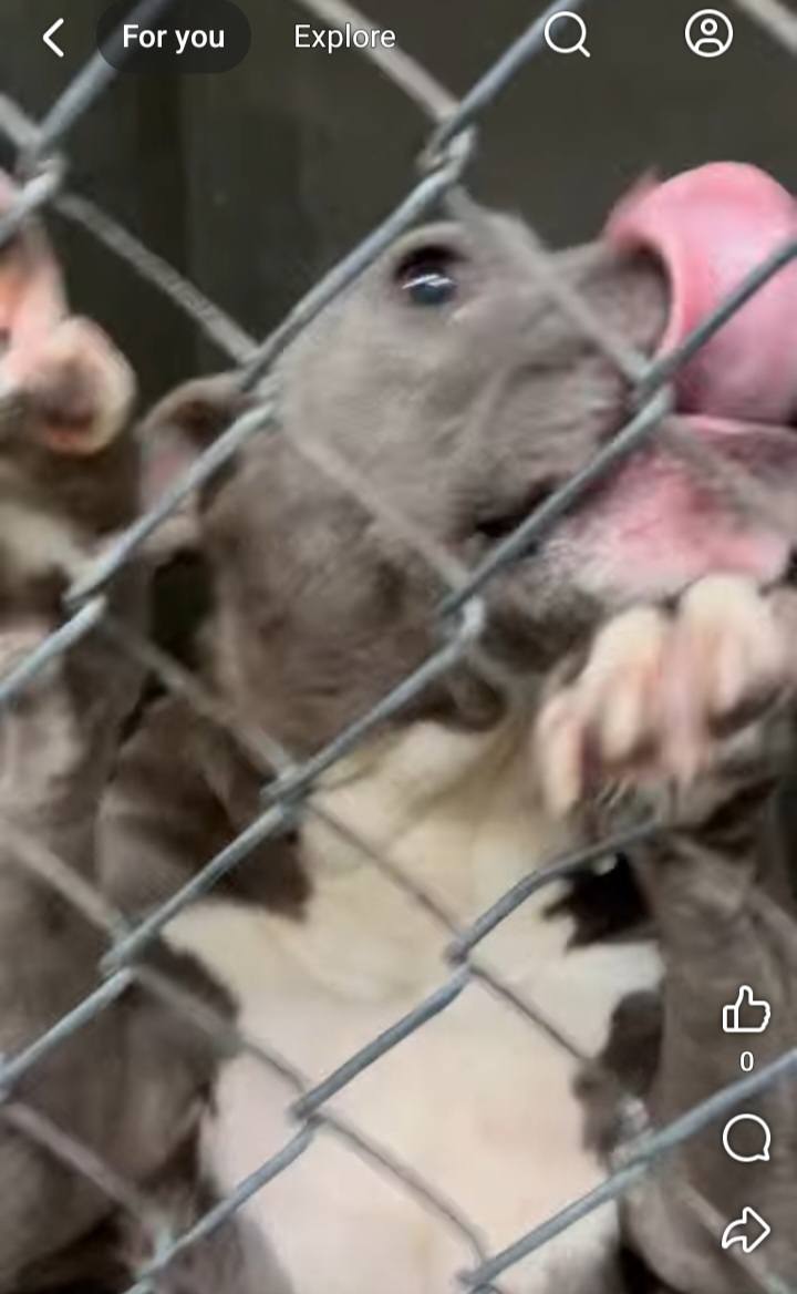 Other Photos of thie Dog