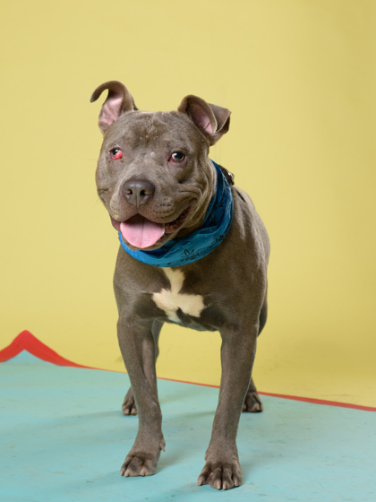 Harwell, a Pit Bull Terrier, available for adoption