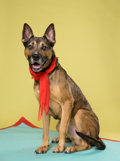 Tracker Jack4, a German Shepherd, available for adoption