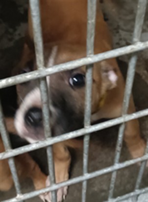 A2284109, a Pit Bull Terrier, available for adoption
