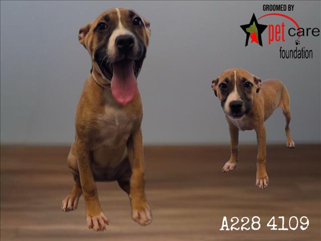 Pit Bull Terrier available for adoption