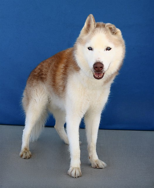 Hero, a Siberian Husky, available for adoption