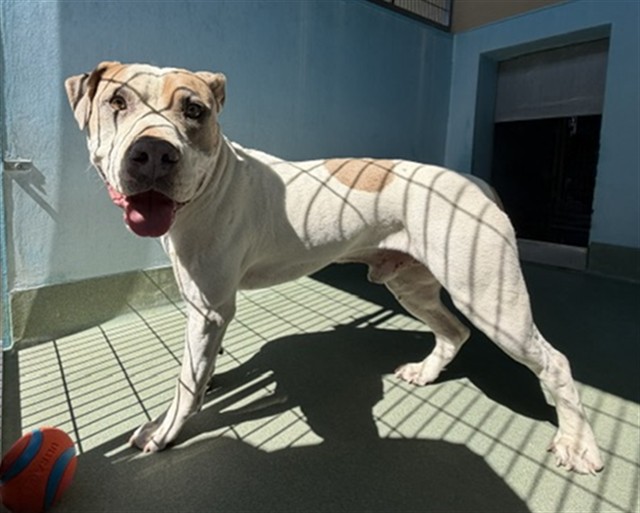 Smokey, a Pit Bull Terrier, available for adoption