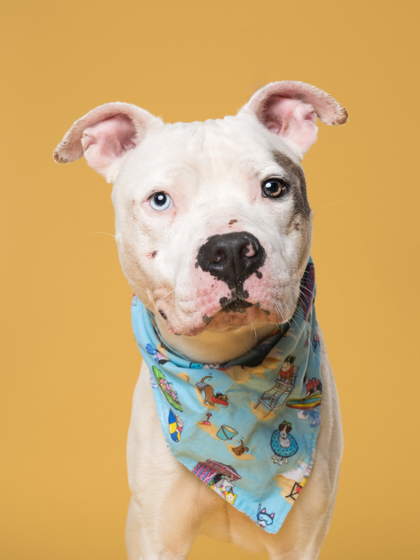 Dr. Jefferson, a Pit Bull Terrier, available for adoption