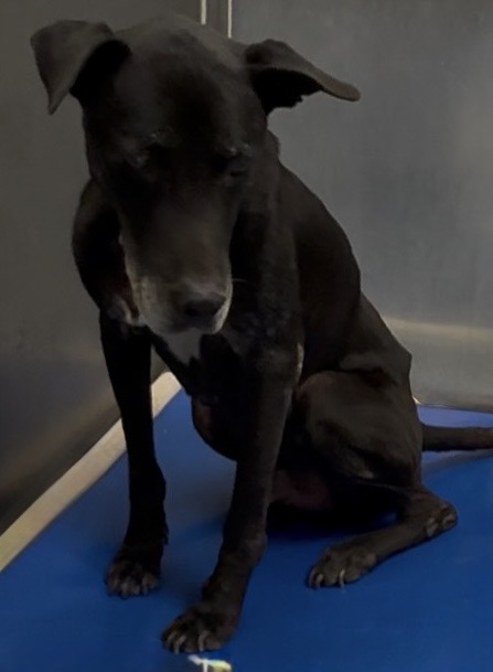 Doc, a Labrador Retriever, available for adoption
