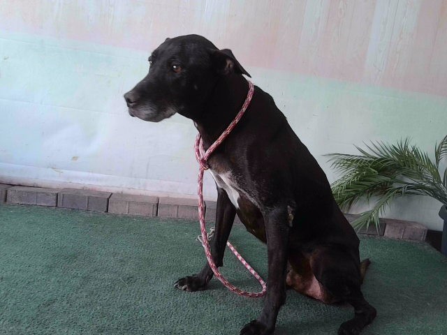 A5790724, a Labrador Retriever, available for adoption