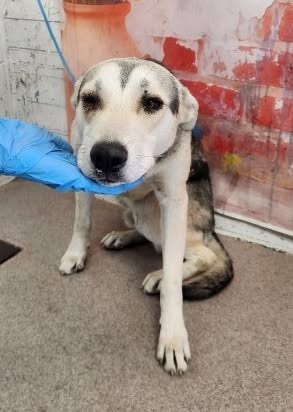 Dean, a German Shepherd (mix breed), available for adoption