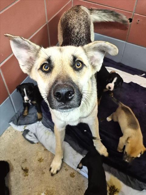 Leelee And Puppies, a German Shepherd (mix breed), available for adoption