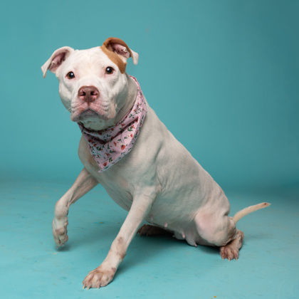 Lola, a Terrier, available for adoption