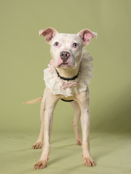 Kodi, a Pit Bull Terrier, available for adoption