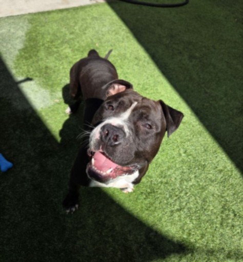 Tonka, a Pit Bull Terrier, available for adoption