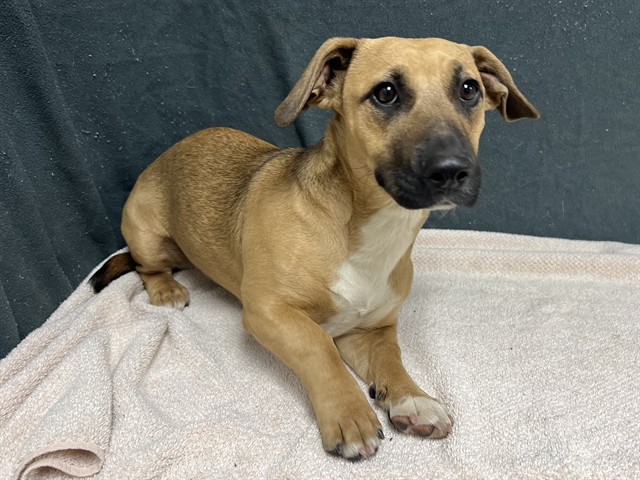 Heidi, a German Shepherd, available for adoption