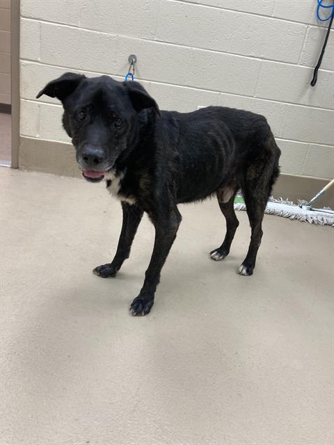 Bruno, a Black Labrador Retriever (mix breed), available for adoption