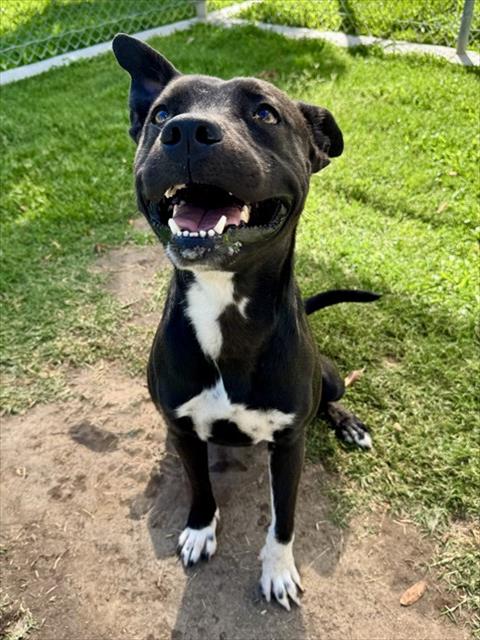 Adoptable pet photo
