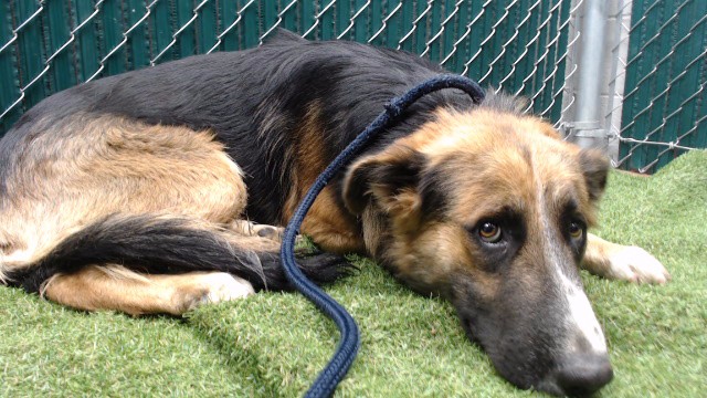 Adoptable pet photo