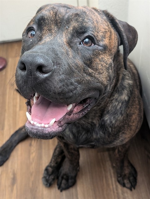 Adoptable pet photo