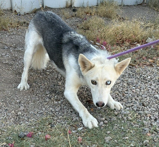 Adoptable pet photo