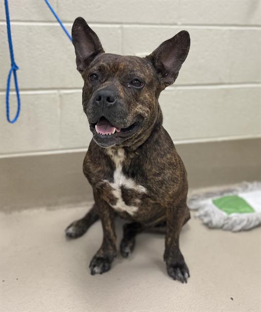 Adoptable pet photo
