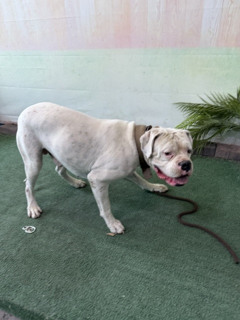 Adoptable pet photo