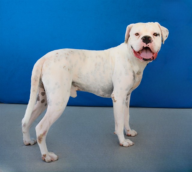 Clyde, a Boxer, available for adoption