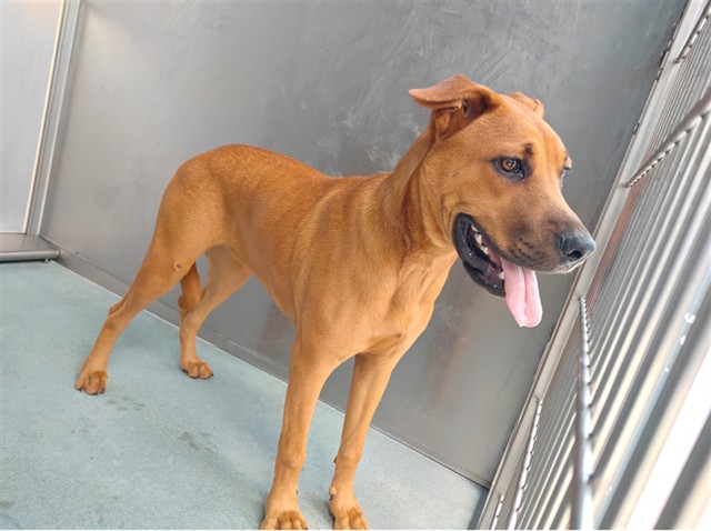 Adoptable pet photo