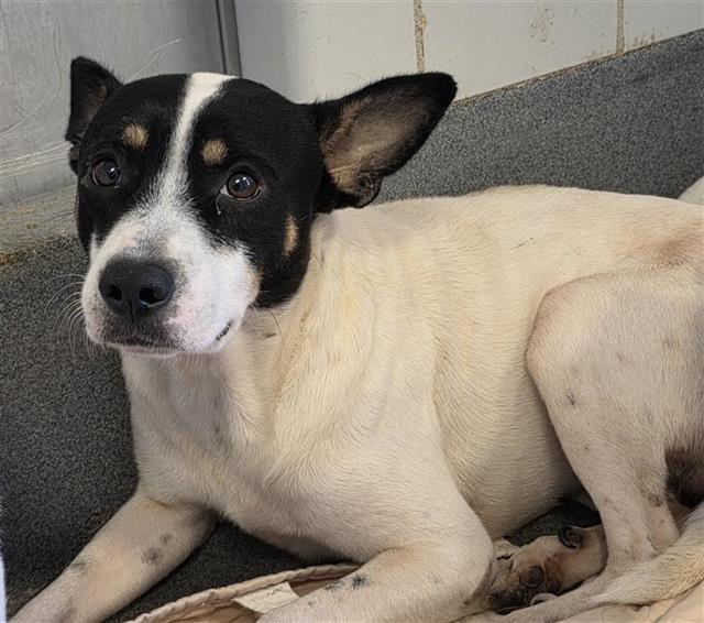 Adoptable pet photo