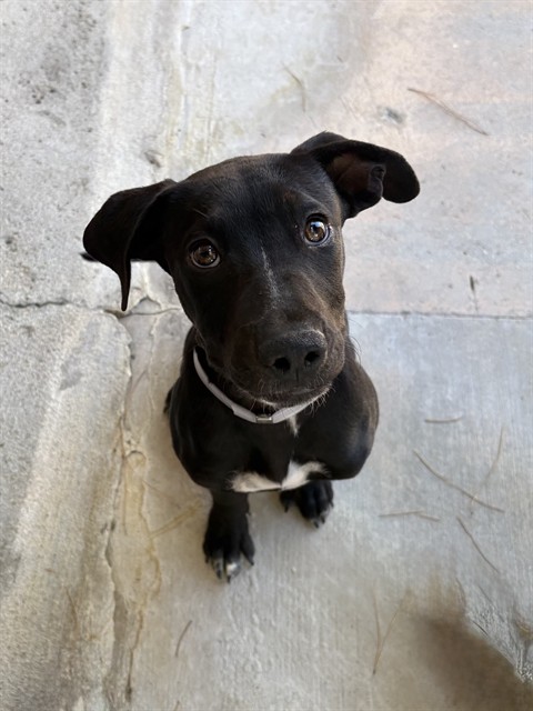 Adoptable pet photo