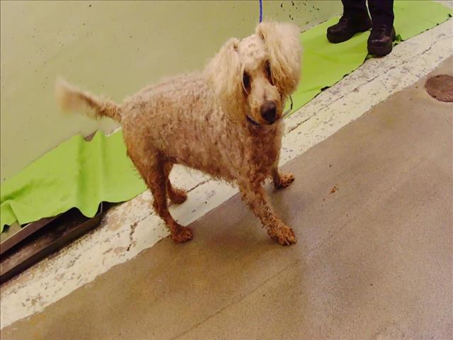 Adoptable pet photo