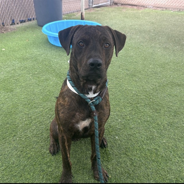 Adoptable pet photo
