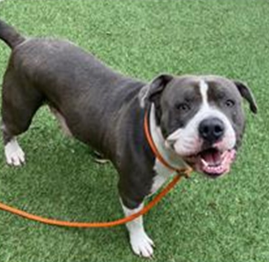 American Staffordshire Terrier available for adoption