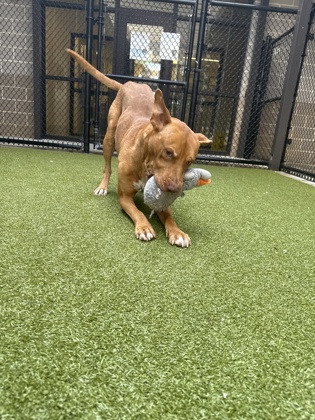 Drex, a Pit Bull Terrier, available for adoption