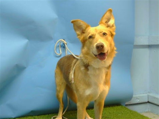 A5795651, a Siberian Husky, available for adoption