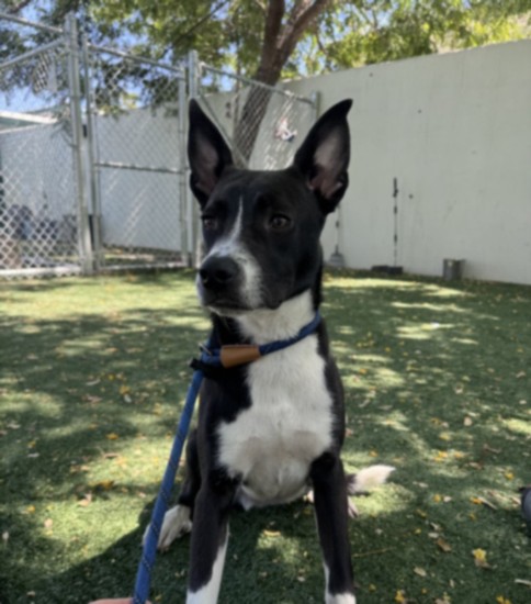 Oreo, a Pit Bull Terrier (mix breed), available for adoption