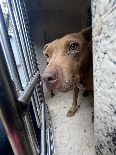 A480057, a American Staffordshire Terrier (mix breed), available for adoption