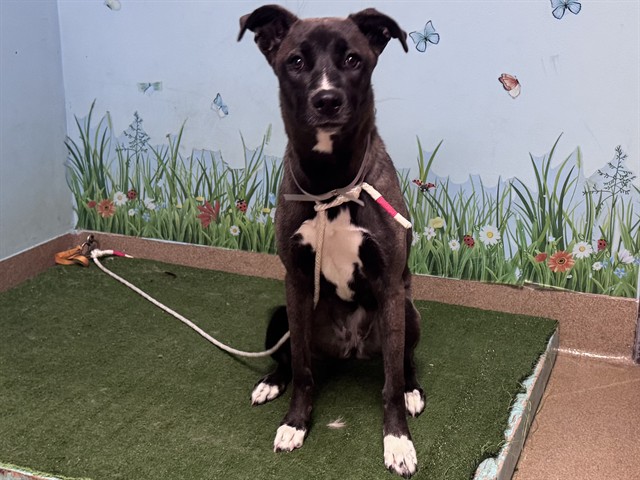 Chikorita, a Akita, available for adoption