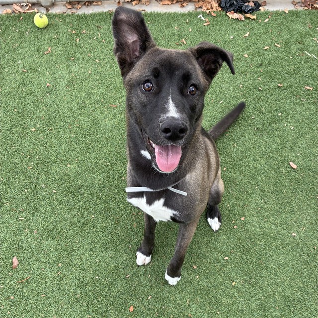 Chikorita, a Akita, available for adoption