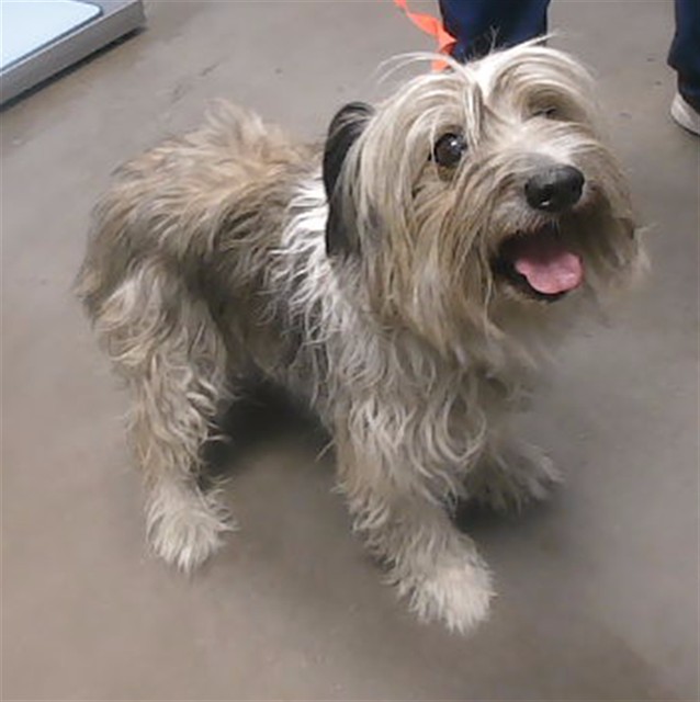 Name Unknown, a Skye Terrier (mix breed), available for adoption