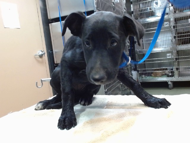 Cricket, a Shepherd (mix breed), available for adoption