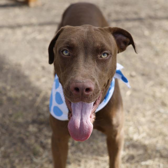 Mer, a Labrador Retriever, available for adoption