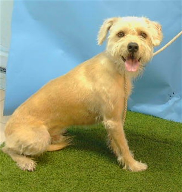 Rocky, a Terrier, available for adoption