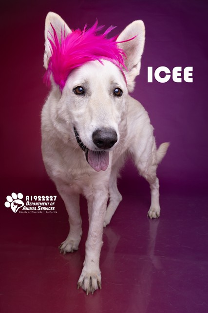Icee, a German Shepherd, available for adoption