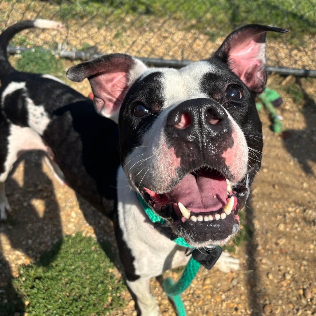 Big Meech, a American Staffordshire Terrier (mix breed), available for adoption