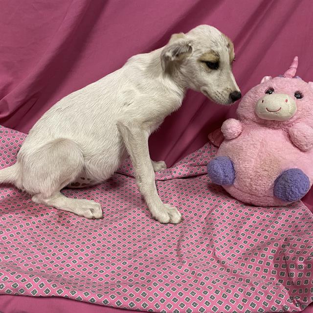 Hostess, a Border Collie, available for adoption