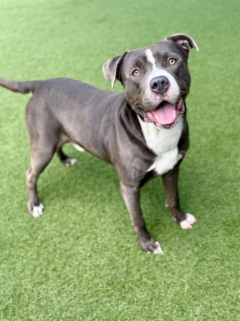 Shaw, a Pit Bull Terrier (mix breed), available for adoption