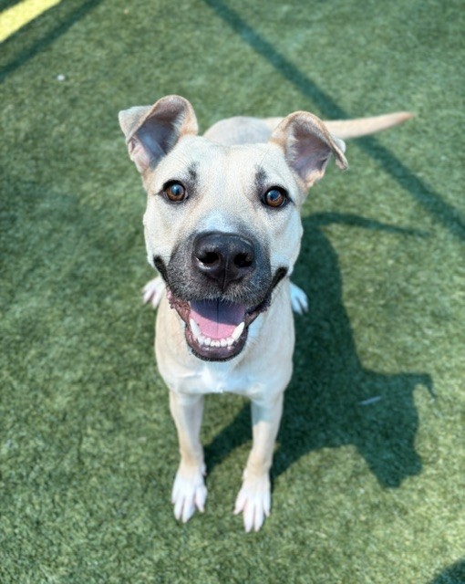 Roxi, a Black Mouth Cur (mix breed), available for adoption