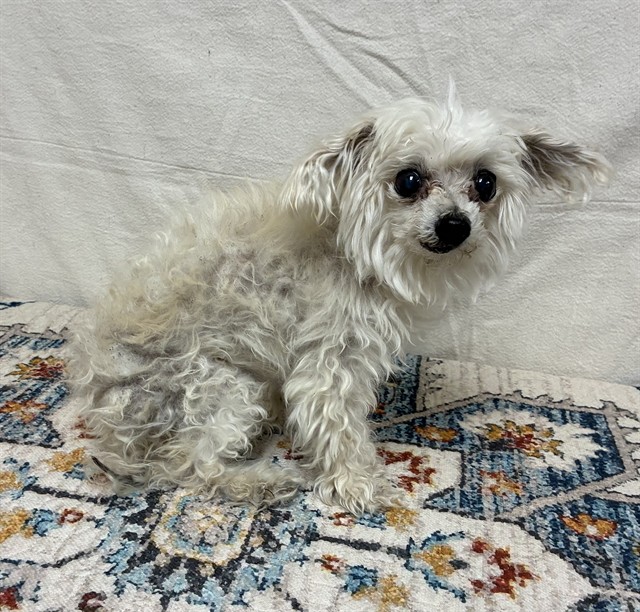 A5800556, a Maltese, available for adoption