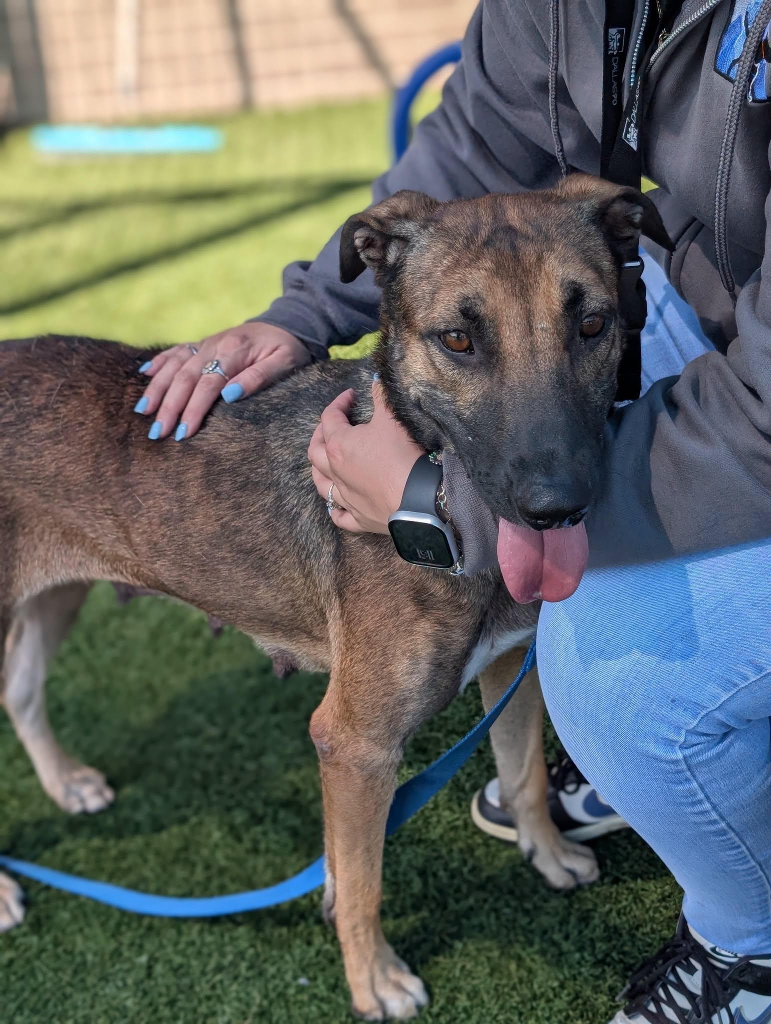 Frito, a American Staffordshire Terrier (mix breed), available for adoption