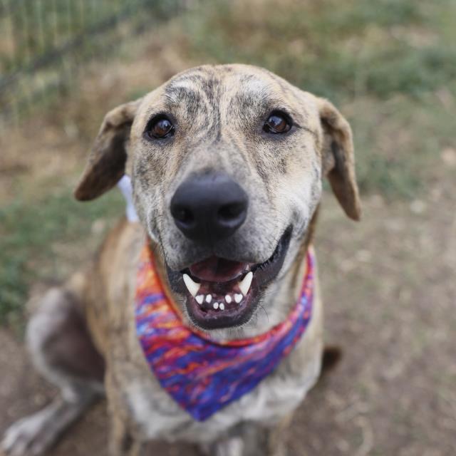 Jayj, a Plott Hound (mix breed), available for adoption