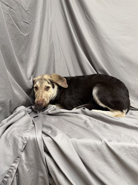 Bonnie, a Cattle Dog, available for adoption
