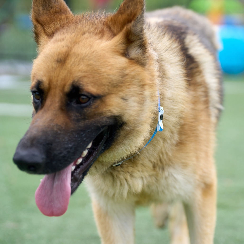 Other Photos of thie Dog